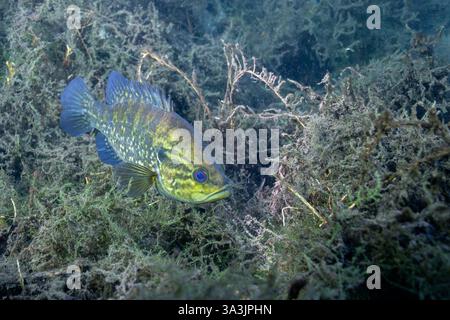 Warmouth-Sonnenfisch im Frühling mit mehreren Wasserpflanzen Stockfoto