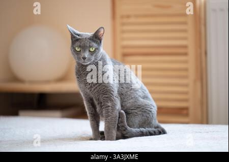 Die russische Blaue Katze sitzt drinnen auf einem Bett Stockfoto