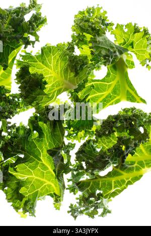 Frisches grünes Grünkohl auf weißem Hintergrund Stockfoto