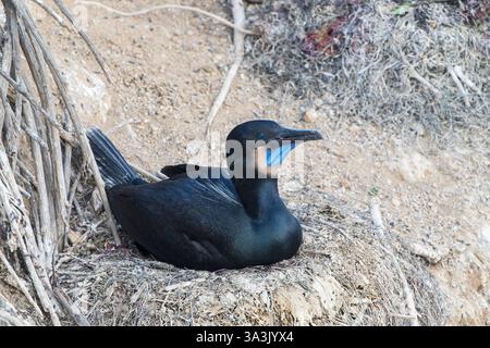 Brandt's Kormoran, Urile penicillatus, einzelne Erwachsene brüten Eier auf dem Nest am Kliff Nest, La Jolla, San Diego, Kalifornien, USA Stockfoto