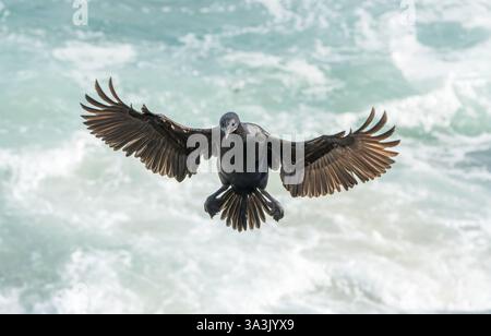 Brandts Kormoran, Urile penicillatus, alleinerwachsener Landung am Klippennest, La Jolla, San Diego, Kalifornien, USA Stockfoto