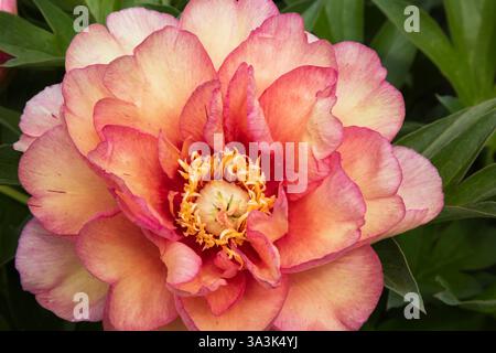 Nahaufnahme von Paeonia 'Haleigh's Hallelujah' - Pfingstrosenblume in voller Blüte im Frühjahr. Stockfoto