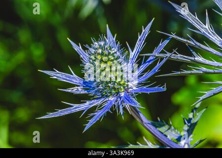 Farbenfroher blauer grüner Sea Holly Eryngium Maritimum Flower Bellevue Botanical Garden Washington. In Bezug auf Distel. In Europa beheimatet. Stockfoto