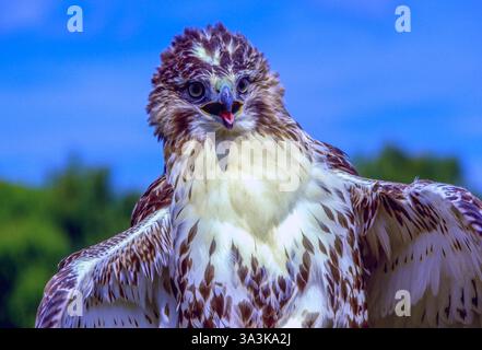 Juveniler Rotschwanz-Hawk. Buteo Jamaicensis Stockfoto