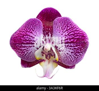 Violett gestreifter Phalaenopsis Orchideenkopf isoliert auf weißem Hintergrund. Lila Phalaenopsis Orchideenblüten mit weißen Streifen, Nahaufnahme, Makro i Stockfoto