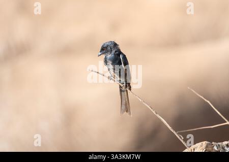 Drongo (Dicrurus adsimilis) Stockfoto
