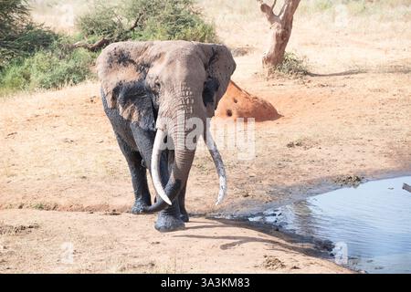 Afrikanischer Elefant (Loxodonta Africana) an einem Wasserloch, Stier namens Umoja vom Amboseli Trust for Elefanten Stockfoto