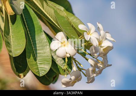 Nahaufnahme der zarten weißen und gelben Plumeria-Blüten vor einer lebendigen Kulisse aus üppig grünen Blättern und blauem Himmel Stockfoto