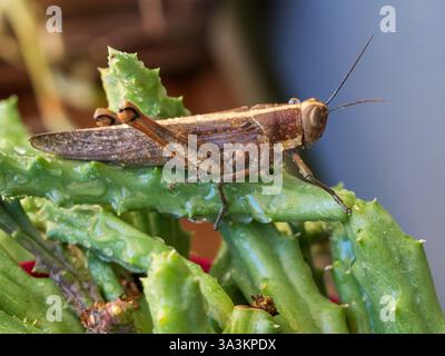 Grashüpfer-Insekt, Valanga irregularis, auf einem grünen Stamm der Seesternpflanze, nass mit Wassertropfen, Australien Stockfoto
