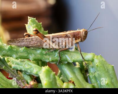 Grashüpfer-Insekt, Valanga irregularis, auf einem grünen Stamm der Seesternpflanze, nass mit Wassertropfen, Australien Stockfoto