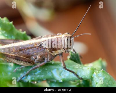 Grashüpfer-Insekt, Valanga irregularis, auf einem grünen Stamm der Seesternpflanze, nass mit Wassertropfen, Australien Stockfoto