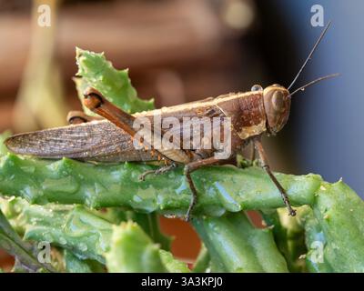 Grashüpfer-Insekt, Valanga irregularis, auf einem grünen Stamm der Seesternpflanze, nass mit Wassertropfen, Australien Stockfoto