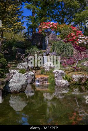 Ein ruhiger Wasserfall fällt über moosbedeckte Felsen in einen ruhigen Teich, der üppiges Grün im japanischen Teegarten im San Francisco Golden Gate Park reflektiert Stockfoto
