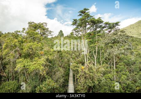 Ein dichter Regenwald im peruanischen Amazonasgebiet mit einer Holzbrücke mit klarem Himmel über dem Himmel. Stockfoto