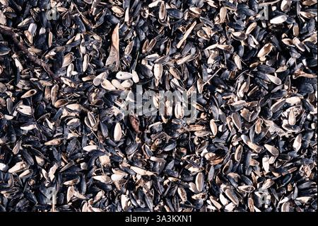 Voller Rahmen von Sonnenblumenkernschalen Stockfoto