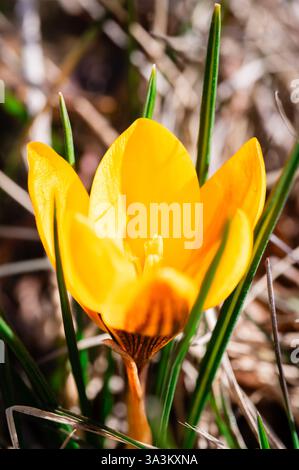 Nahaufnahme einer einzelnen gelben Krokusblüte am sonnigen Tag Stockfoto