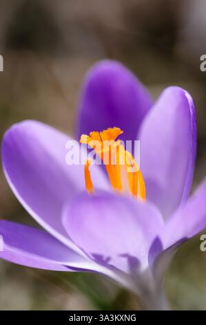 Orangenpollen am Pistil der purpurnen Krokusblüte in Blüte Stockfoto