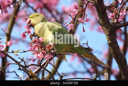 Ein weiblicher Rosensittich (psittacula krameria), auch bekannt als Ringhalsparagei oder Kramer-Papagei, auf der Suche nach einem prunus campanulata, auch bekannt als Taiwan cher Stockfoto