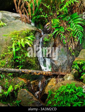 Ein kleiner Wasserfall fließt über moosbedeckte Felsen, umgeben von üppig grünem Laub in einer tropischen Waldlandschaft. Stockfoto