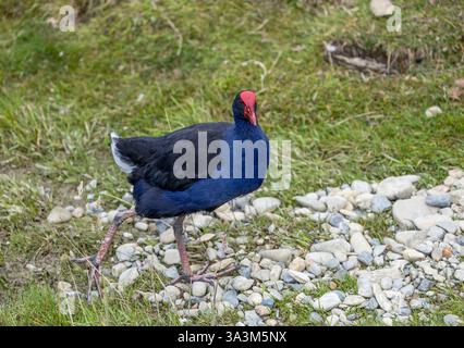 Australasischer Sumpf an der Küste von Südinsel, Neuseeland Stockfoto