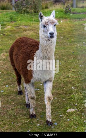 Lustiger Lama Alpaca auf der Farm. Otago, Neuseeland Stockfoto