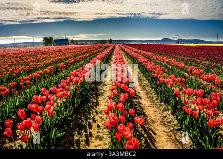 Pink Tulip Fields im Spring Mount Vernon Skagit County Washington Northwest Stockfoto
