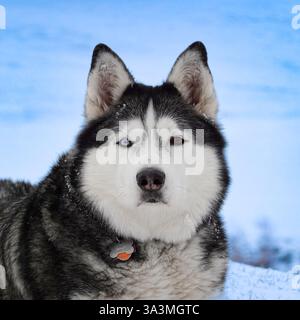 Sibirischer Blick: Nahaufnahme Porträt eines Huskys im Winter – Super Sharp & Gigapixel Stockfoto