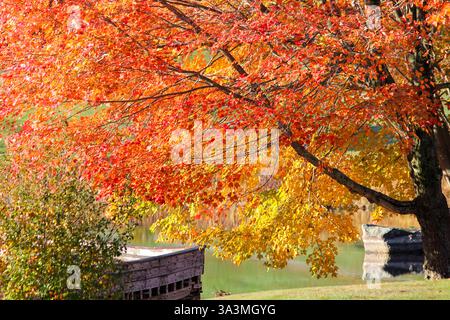 Herbstbrand: Feurige Blätter in einer ländlichen Landschaft - Gigapixel Stockfoto