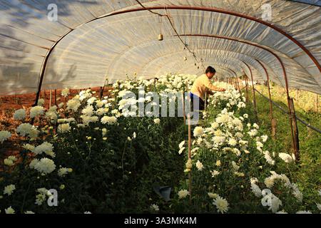 Chiang Mai, Thailand – 25. Januar 2015: Landarbeiter Pflanzen Salatpflanzen in Hydrokultur-Betten an der Royal Agricultural Station um Stockfoto