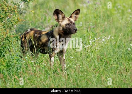 Afrikanischer Wildhund oder bemalter Jagdhund (Lycaon pictus) in natürlicher Umgebung, Madikwe Wildreservat, Südafrika Stockfoto