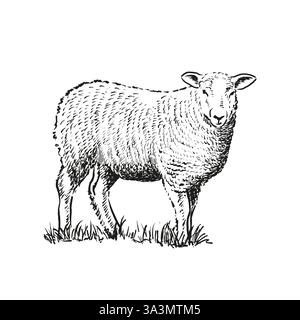 Handgezeichnete Illustration von Schafen Stock Vektor