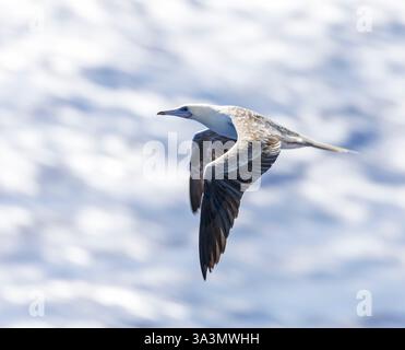Rotfüßler (Sula sula rubripes) auf See im Pazifischen Ozean, rund um die Salomonen. Stockfoto
