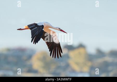 Weißstorch (Ciconia ciconia) in Trujillo, Extremadura, Spanien. Stockfoto