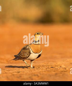 Pterocles alchata (Pterocles alchata) in den Steppen von Belchite, Spanien. Stockfoto