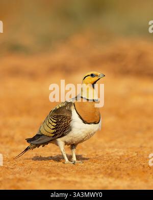 Pterocles alchata (Pterocles alchata) in den Steppen von Belchite, Spanien. Stockfoto