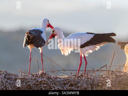 Weißstorch (Ciconia ciconia) in Trujillo, Extremadura, Spanien. Paare werden angezeigt. Stockfoto