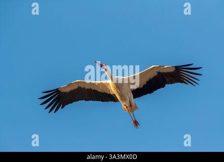 Weißstorch (Ciconia ciconia) in Trujillo, Extremadura, Spanien. Stockfoto