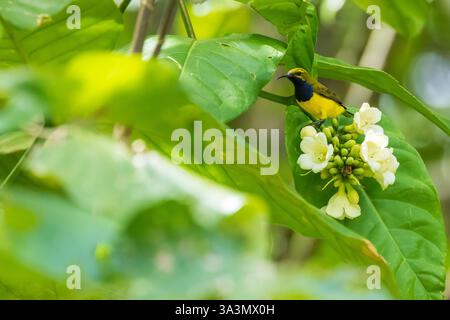 sahulsonnvogel (Cinnyris frenatus flavigastra) auf der Insel Tetepare, Salomonen. Stockfoto