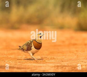 Pterocles alchata (Pterocles alchata) in den Steppen von Belchite, Spanien. Stockfoto