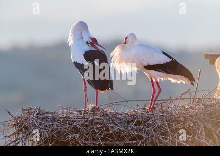 Weißstorch (Ciconia ciconia) in Trujillo, Extremadura, Spanien. Paare werden angezeigt. Stockfoto