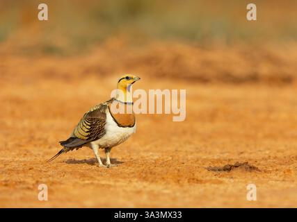 Pterocles alchata (Pterocles alchata) in den Steppen von Belchite, Spanien. Stockfoto