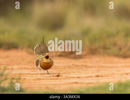 Pterocles alchata (Pterocles alchata) in den Steppen von Belchite, Spanien. Stockfoto