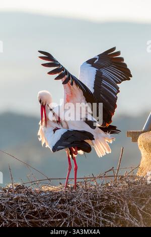 Weißstorch (Ciconia ciconia) in Trujillo, Extremadura, Spanien. Paarungspaar am Kirchturm. Stockfoto