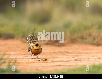Pterocles alchata (Pterocles alchata) in den Steppen von Belchite, Spanien. Stockfoto