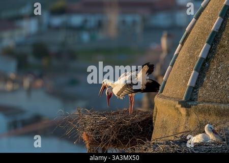 Weißstorch (Ciconia ciconia) in Trujillo, Extremadura, Spanien. Paare werden angezeigt. Stockfoto
