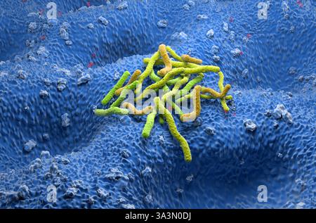 Helicobacter pylori-Bakterien - isometrische 3D-Darstellung Stockfoto