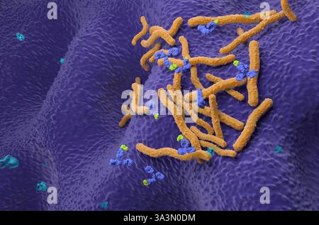 Monoklonale Antikörpertherapie bei Helicobacter pylori - isometrische 3D-Darstellung Stockfoto