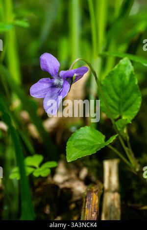 Viola odorata. Duftend. Violetter Blütenwald blüht im Frühling. Die erste Frühlingsblume, lila. Wilde Veilchen in der Natur. Stockfoto