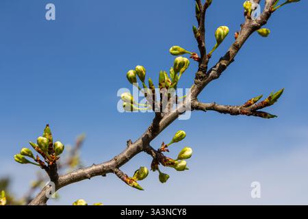 Knospen prunus avium, gemeinhin als Wildkirsche, Süßkirsche, Gänse oder Vogelkirsche bezeichnet. Budbreak. Frühling. Stockfoto