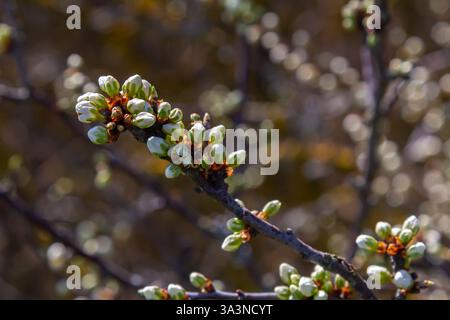 Knospen prunus avium, gemeinhin als Wildkirsche, Süßkirsche, Gänse oder Vogelkirsche bezeichnet. Budbreak. Frühling. Stockfoto